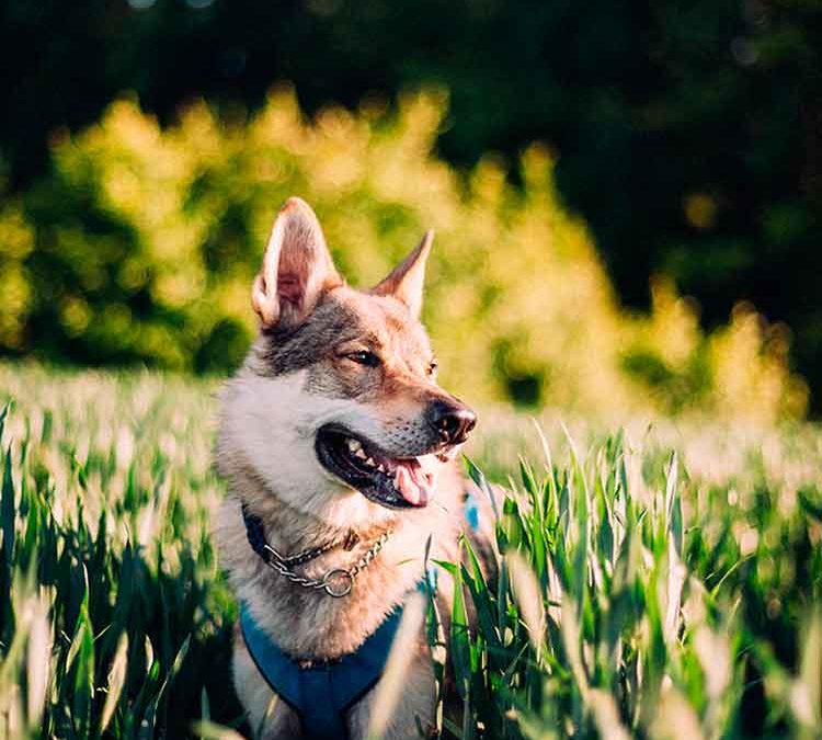 Cierre temporal de la zona de perros